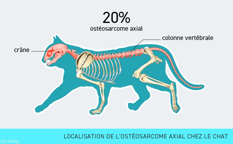 Tumeur osseuse ostéosarcome axial chez le chat