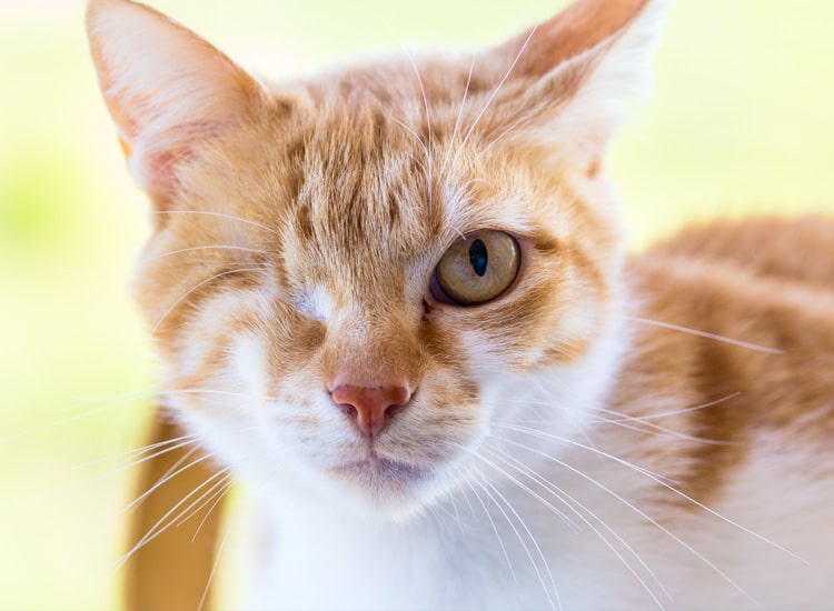 Enucléation de l’œil d’un chat atteint d’une luxation du cristallin