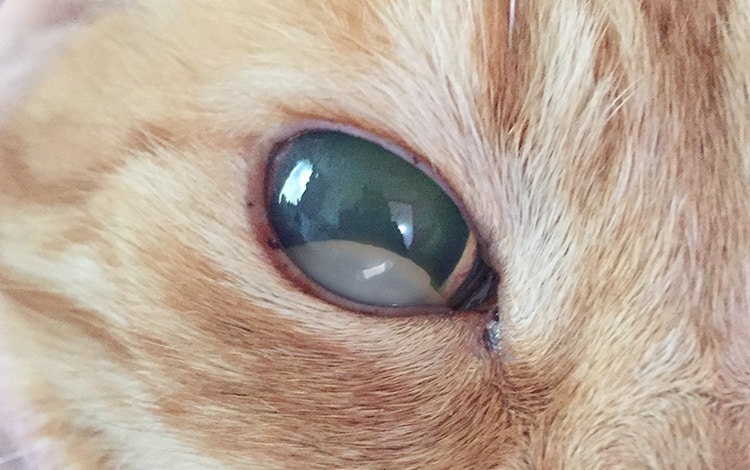 Luxation du cristallin de l'œil chez le chat