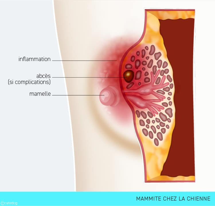 Mammite chez le chien avec la mamelle rouge et grosse