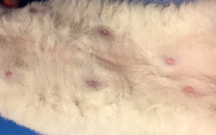 Mastose chez une chatte avec gonflement des mamelles
