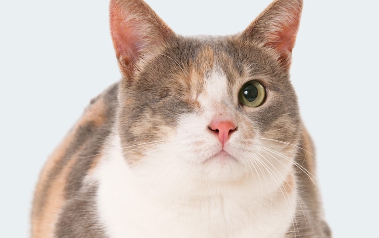 Enucléation de l’œil d’un chat atteint d’un mélanome de l’iris