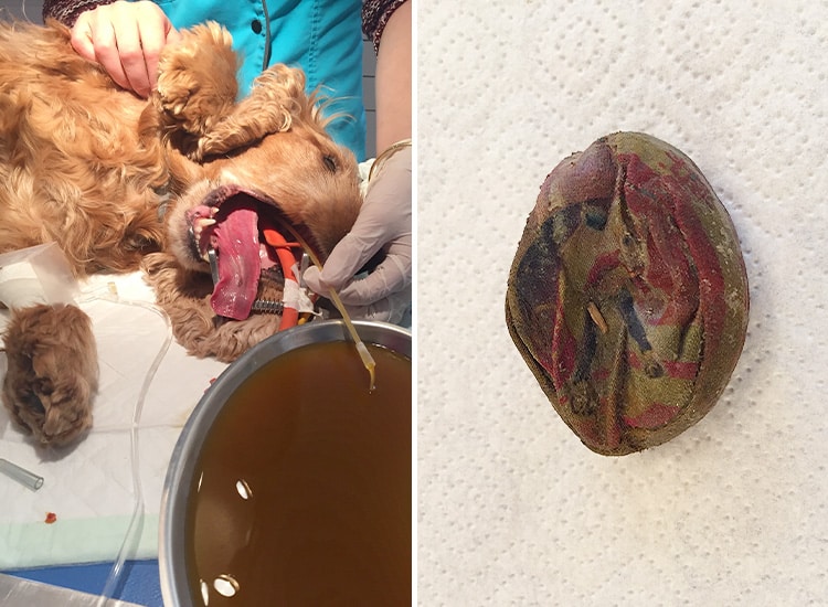 Occlusion intestinale et traitement par chirurgie chez le chien