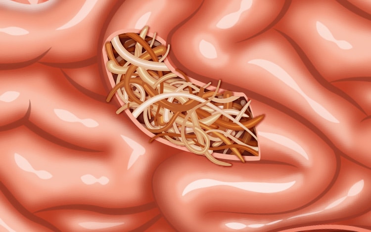 Occlusion intestinale due à la présence de vers ascaris dans l'intestin du chien et du chat