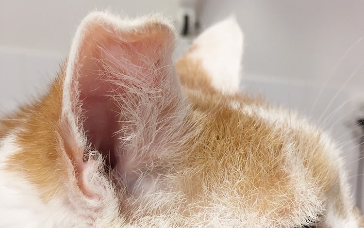 Othématome chez le chat avec oreille gonflée