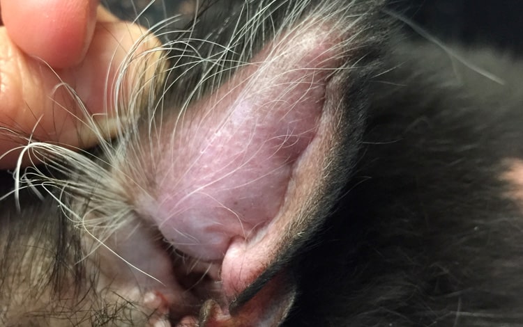 Othématome chez le chat avec oreille gonflée