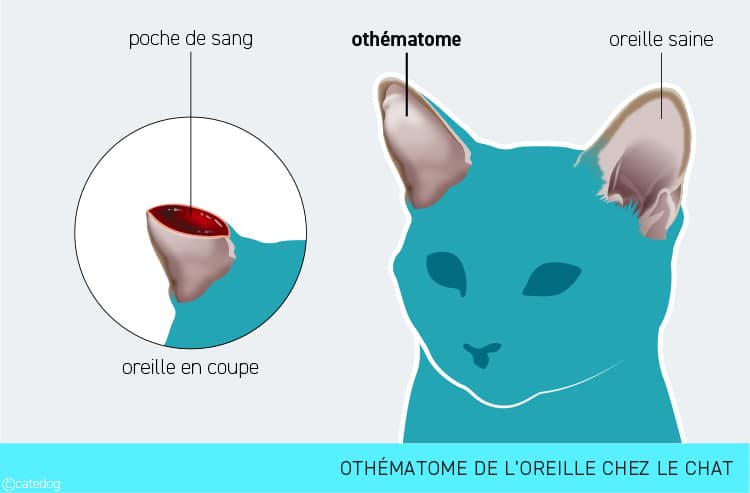 Othématome chez le chat avec oreille gonflée