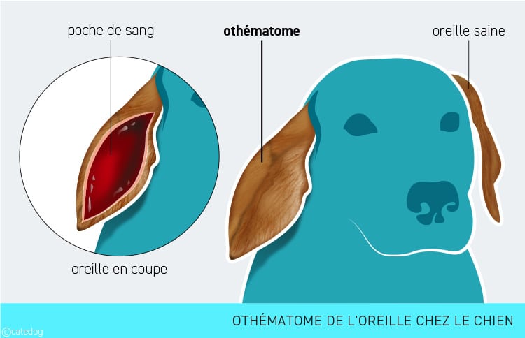 Othématome chez le chien avec oreille gonflée