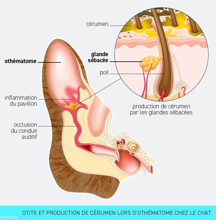 Othématome et otite chez le chat avec oreille gonflée