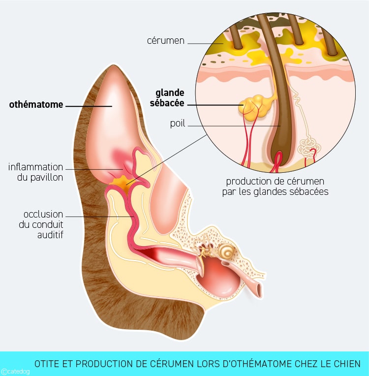 Othématome et otite chez le chien avec oreille gonflée