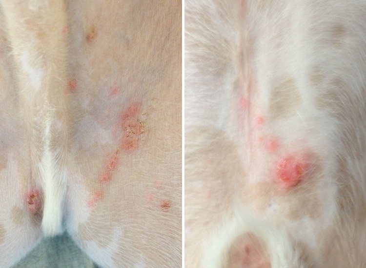 Piqures d'aoûtats sur la peau du ventre d'un chien
