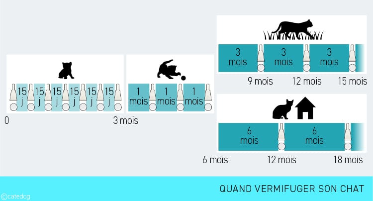 Tous les combien vermifuger son chat