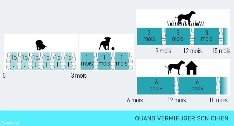 Tous les combien vermifuger son chien