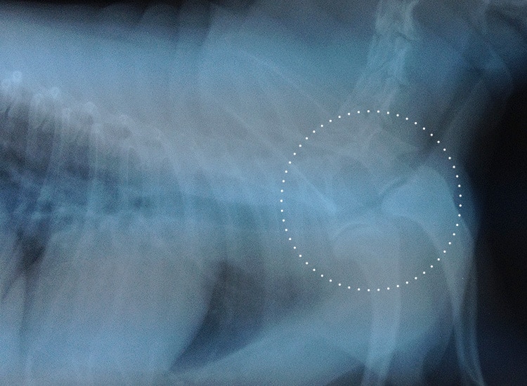 Radiographie mettant en évidence un collapsus trachéal chez un chien Yorkshire