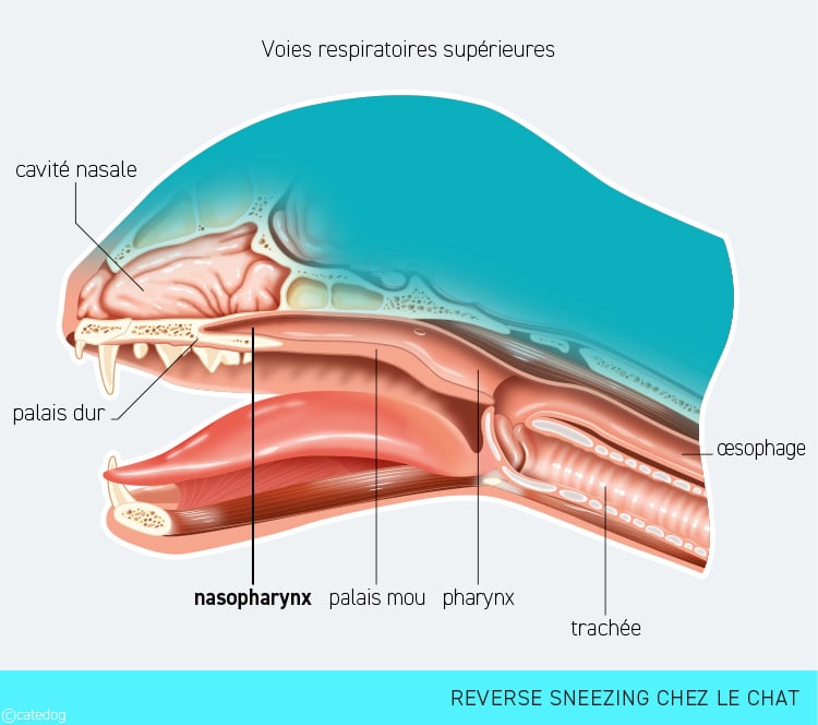 Reverse sneezing ou éternuement à l'envers chez le chat