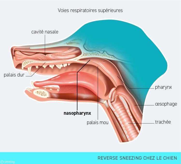 Reverse sneezing ou éternuement à l'envers chez le chien