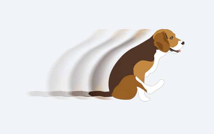 Chien effectuant le traîneau en traînant ses fesses sur le sol