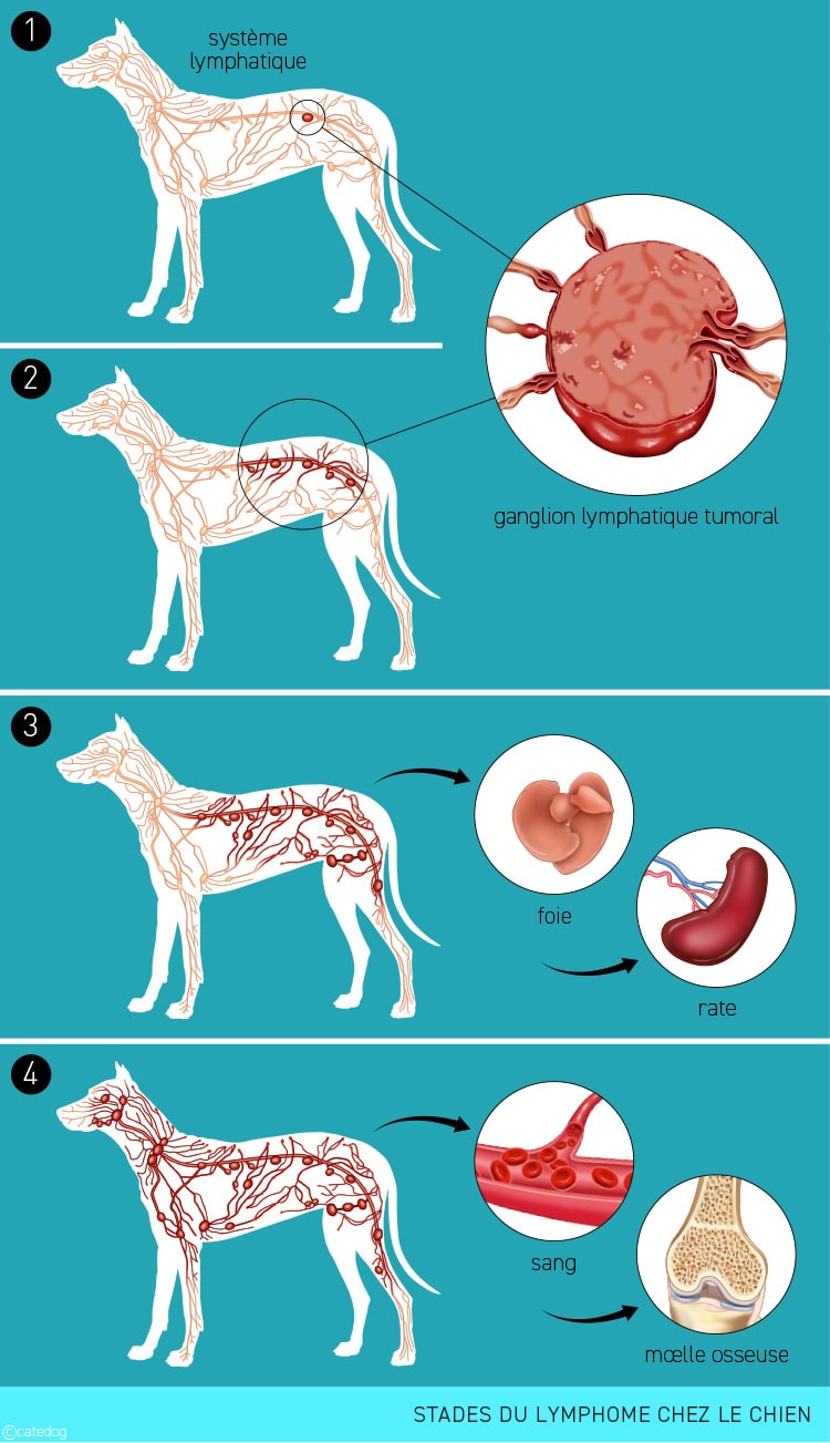 Stades de la tumeur de la peau lymphome chez le chien avec le système lymphatique