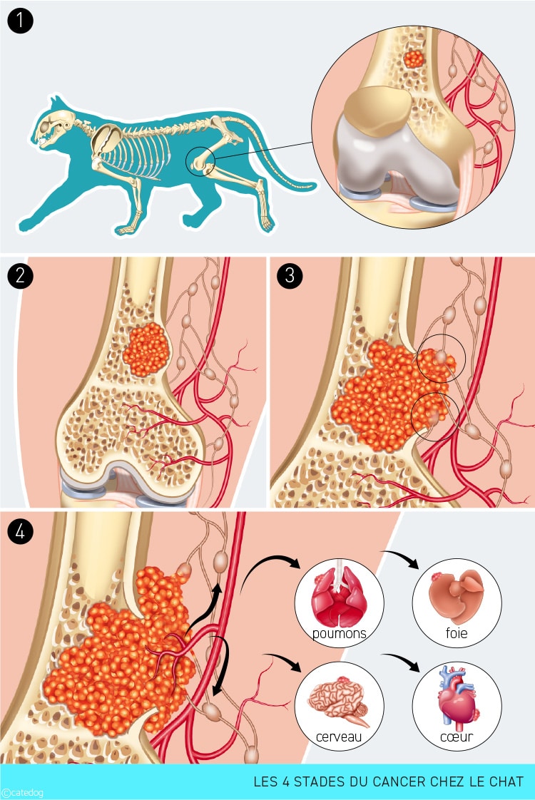 Stades du cancer chez le chat