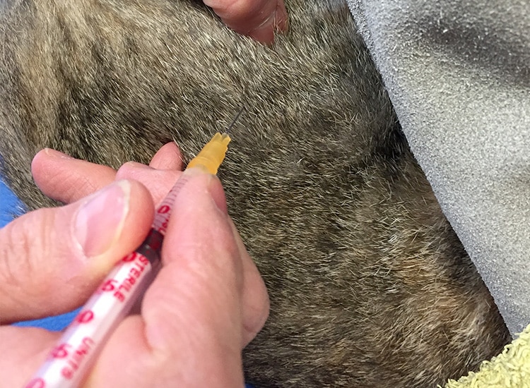 Déroulement de la stérilisation de la chatte et anesthésie