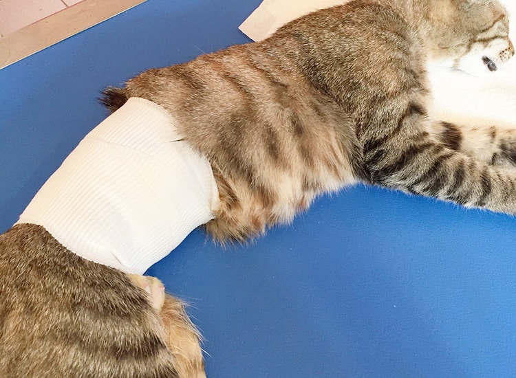 Déroulement de la stérilisation de la chatte et bandage