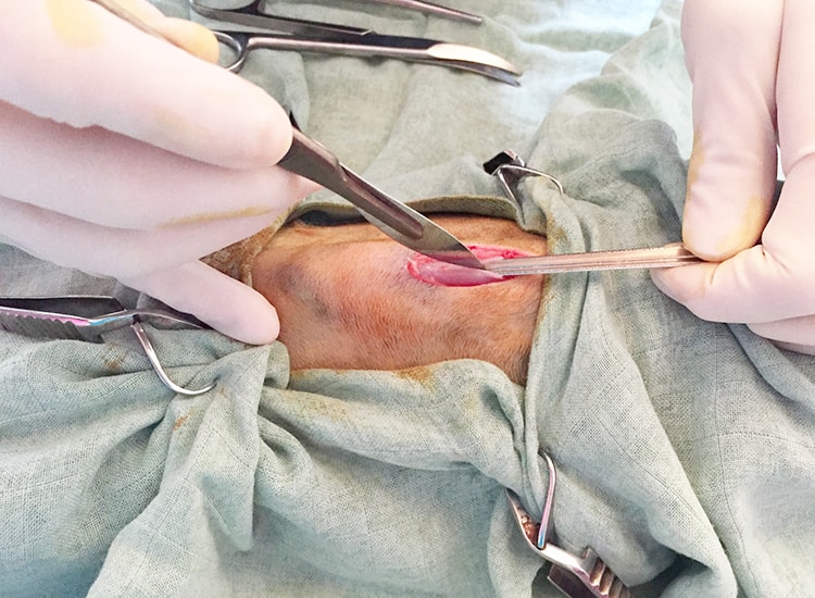 Déroulement de la stérilisation de la chatte et incision de la peau