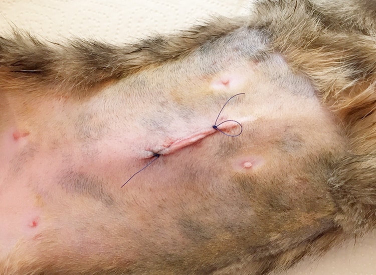Déroulement de la stérilisation de la chatte et suture de la plaie