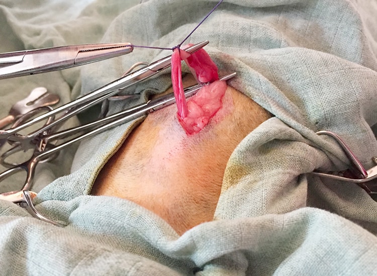 Déroulement de la stérilisation de la chatte et retrait des ovaires