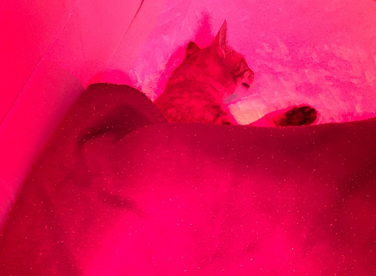 Déroulement de la stérilisation de la chatte et réveil