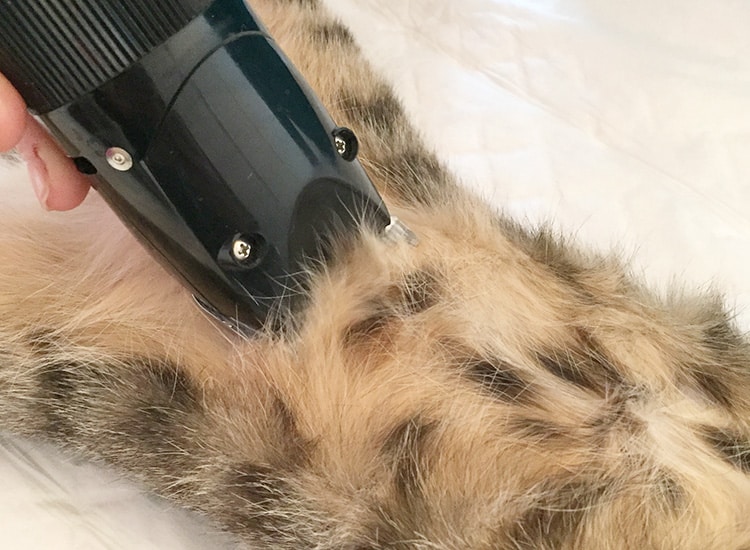 Déroulement de la stérilisation de la chatte et tonte du site opératoire