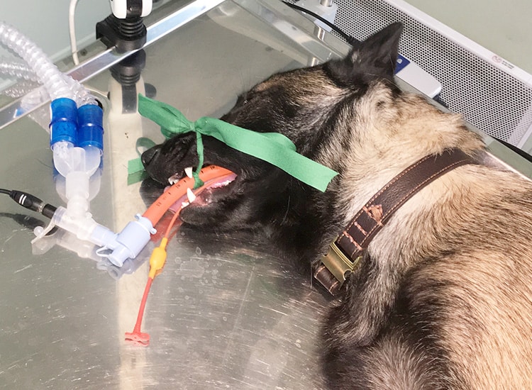 Déroulement de la stérilisation de la chienne avec anesthésie gazeuse