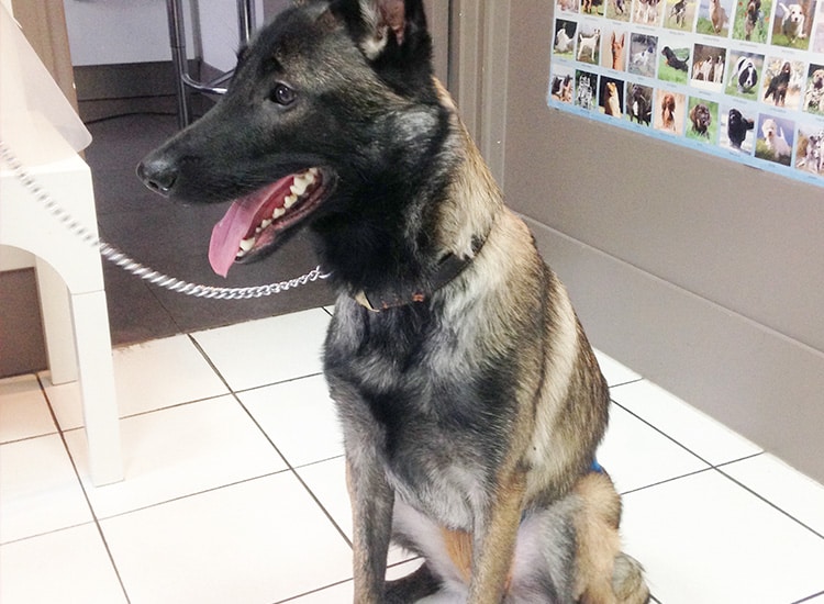 Déroulement de la stérilisation de la chienne et sa convalescence