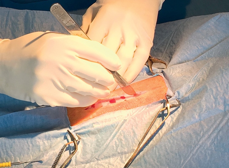 Déroulement de la stérilisation de la chienne et incision de la peau avec un bistouri