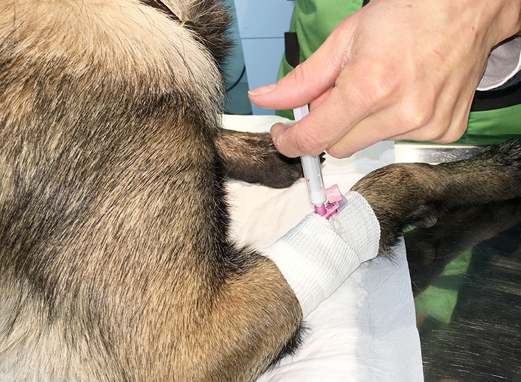 Déroulement de la stérilisation de la chienne et injection anesthésique