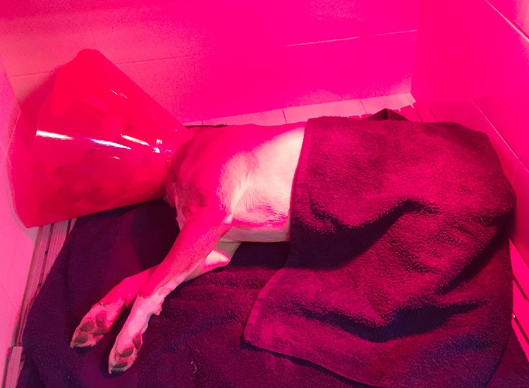 Déroulement de la stérilisation de la chienne et réveil sous lampe chauffante