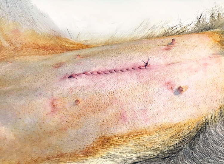 Déroulement de la stérilisation de la chienne et suture de la plaie