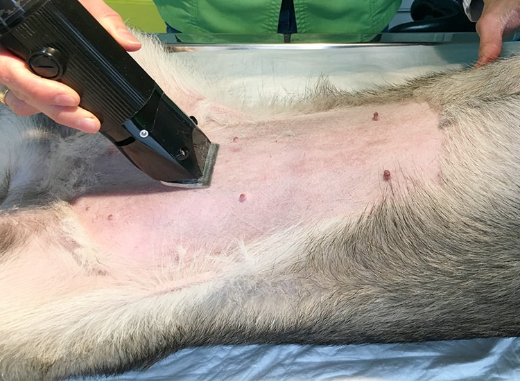 Déroulement de la stérilisation de la chienne et tonte du site opératoire