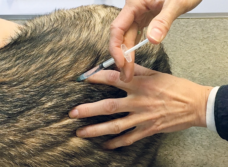 Déroulement de la stérilisation de la chienne et tranquillisation