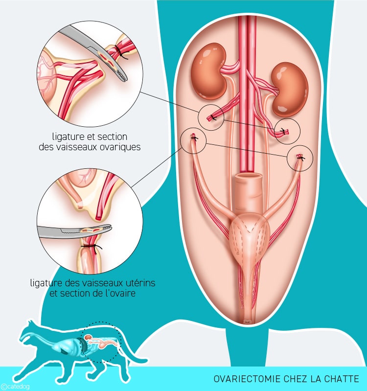 Stérilisation par ovariectomie de la chatte
