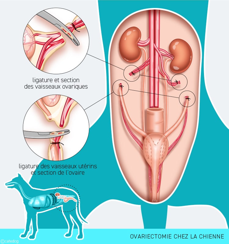 Stérilisation par ovariectomie de la chienne