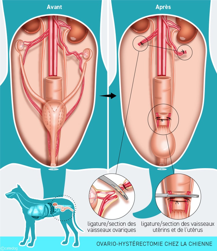 Stérilisation et ovario-hystérectomie chez la chienne