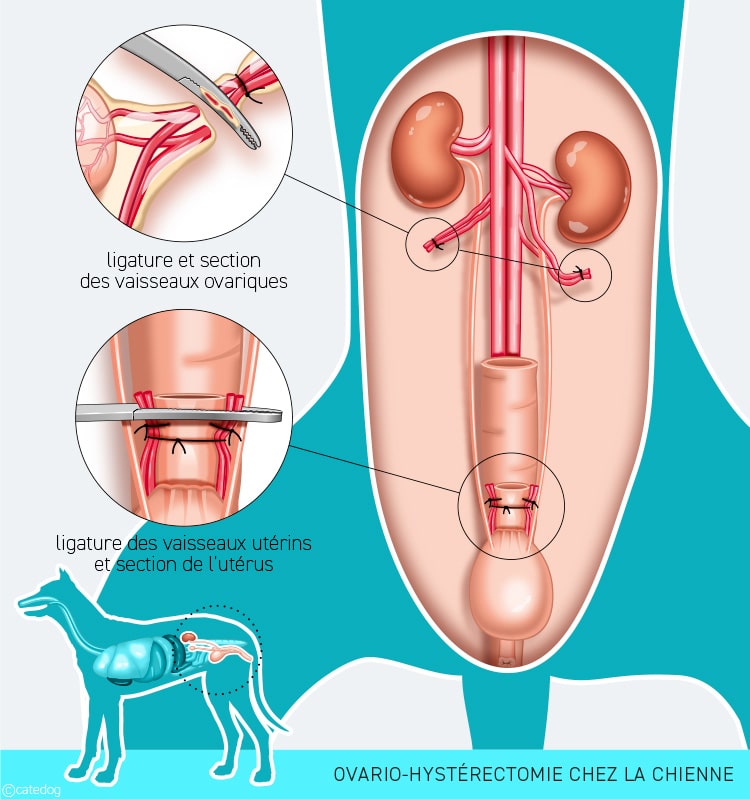 Stérilisation par ovario-hystérectomie de la chienne