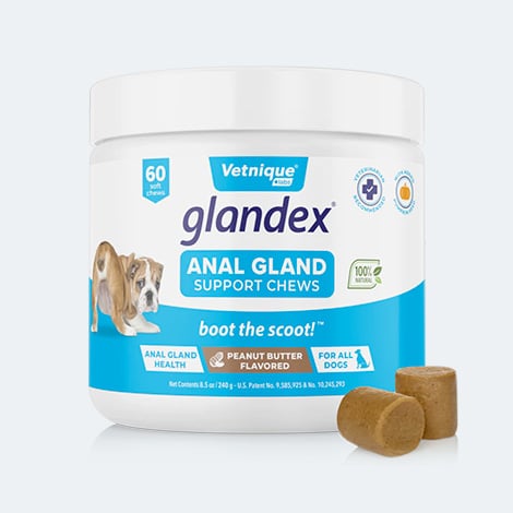 Traitement Glandex pour la vidange des glandes anales du chien