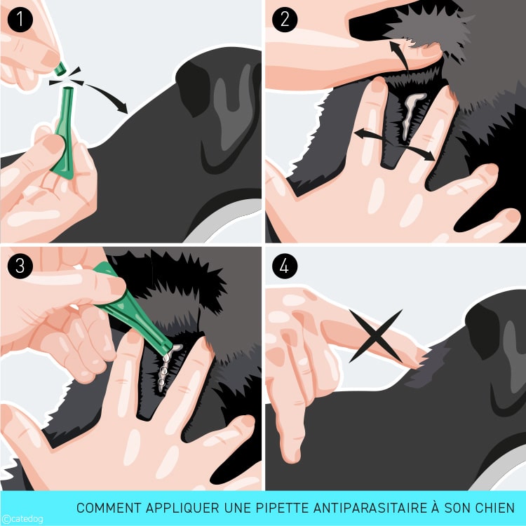Traitement antiparasitaire par pipette contre aoûtats, puces et tiques chez le chien
