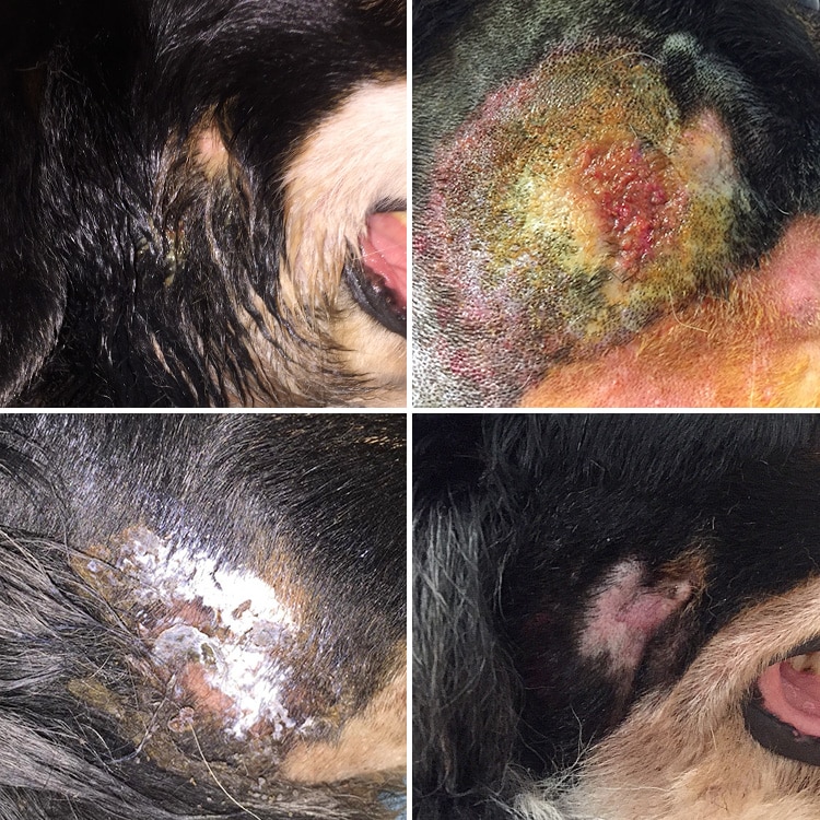 Traitement d'une pyodermite par pommade sur la peau de la joue d'un chien