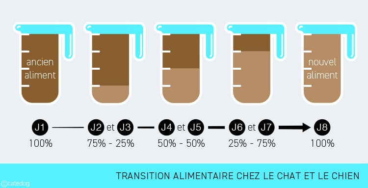 Transition alimentaire chez le chat et le chien