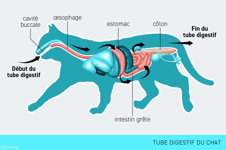 Occlusion haute et occlusion basse chez le chat