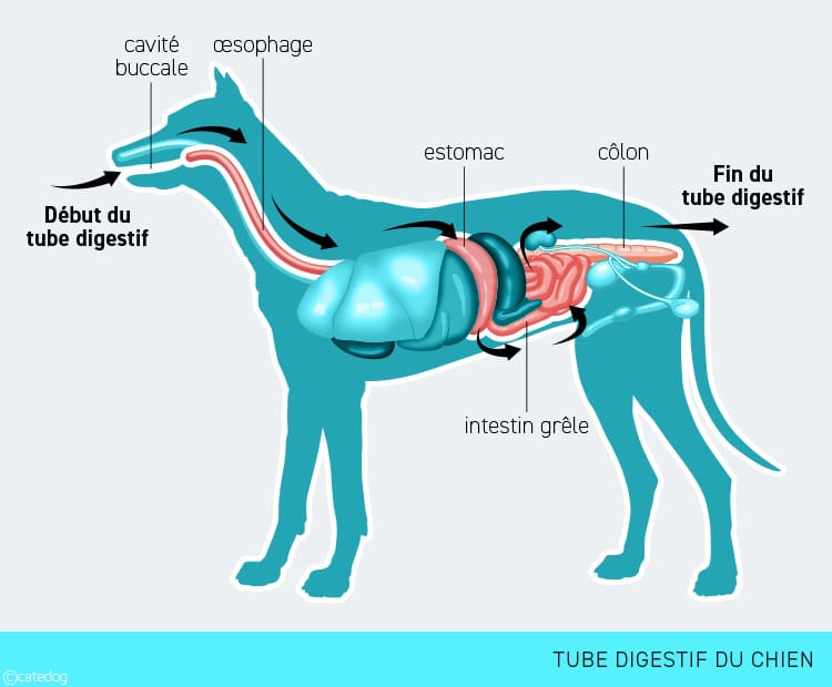 Occlusion haute et occlusion basse chez le chien