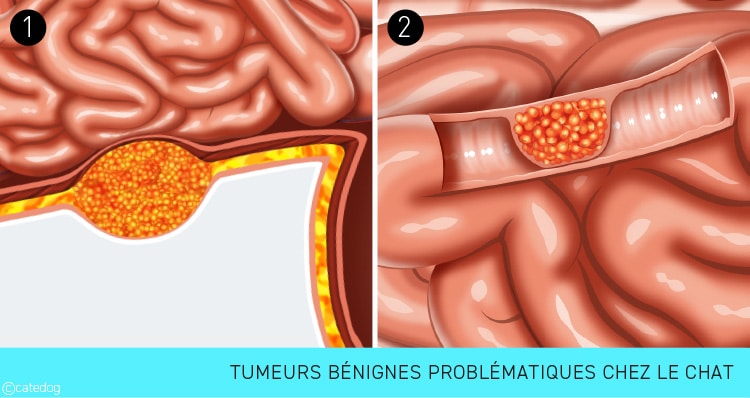 Tumeur bénigne problématique chez le chat