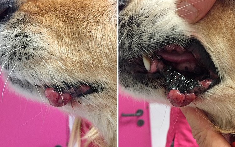 Tumeur de la bouche chez le chien sur la babine
